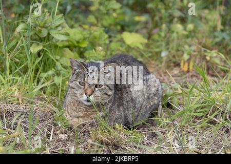 Abbandonato gatto ora che vive al Santuario Scottish Borders Donkey Foto Stock