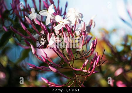 Pianta di gelsomino bianco in fiore su sfondo naturale Foto Stock