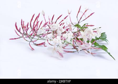 Bianco Fiori di gelsomino su sfondo bianco Foto Stock