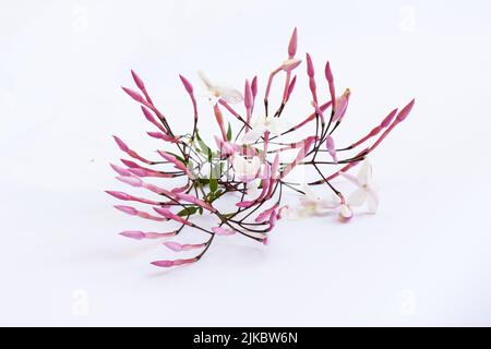 Bianco Fiori di gelsomino su sfondo bianco Foto Stock
