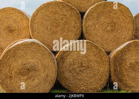 imballare il fieno in balle di fieno grandi. Diverse balle di fieno giacciono in un mucchio e sono impilate. Vista diretta dei lati esterni delle balle di fieno. Piccolo graminacee di fronte Foto Stock