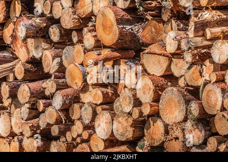 grande mucchio di alberi abbattuti. Vista laterale di parecchi tronchi segati in un mucchio. Tronchi di pino con corteccia dopo la raccolta nella foresta. Anelli annuali Foto Stock