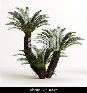 3D illustrazione dell'albero di Cyathea isolato su sfondo bianco Foto Stock