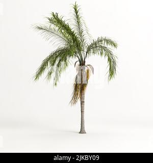 3d illustrazione di plam tree isolato su sfondo bianco Foto Stock