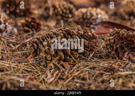 Coni di pino giacenti a terra. Cono di pino marrone aperto tra aghi di pino marrone. Strutture delle scale del cono di pino vuoto. Alberino disposto Foto Stock