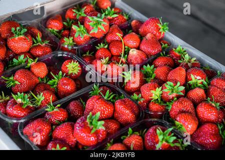 Primo piano di fragole estive fresche e mature. Fragola in scatole. Vista dall'alto. Molte fragole rosse fresche dopo il raccolto. Pronto per l'esportazione. Concetto di agricoltura e coltivazione ecologica della frutta Foto Stock