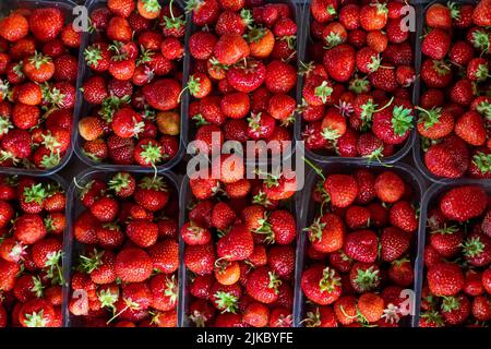 Primo piano di fragole estive fresche e mature. Fragola in scatole. Vista dall'alto. Molte fragole rosse fresche dopo il raccolto. Pronto per l'esportazione. Concetto di agricoltura e coltivazione ecologica della frutta Foto Stock