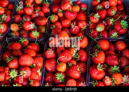 Primo piano di fragole estive fresche e mature. Fragola in scatole. Vista dall'alto. Molte fragole rosse fresche dopo il raccolto. Pronto per l'esportazione. Concetto di agricoltura e coltivazione ecologica della frutta Foto Stock