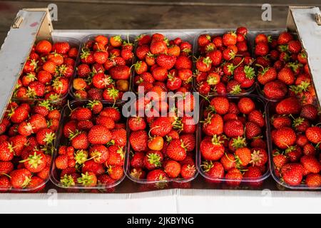 Primo piano di fragole estive fresche e mature. Fragola in scatole. Vista dall'alto. Molte fragole rosse fresche dopo il raccolto. Pronto per l'esportazione. Concetto di agricoltura e coltivazione ecologica della frutta Foto Stock