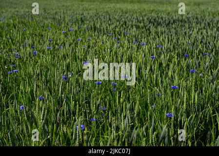 Campo di grano con cornflowers al giorno d'estate in Ucraina Foto Stock