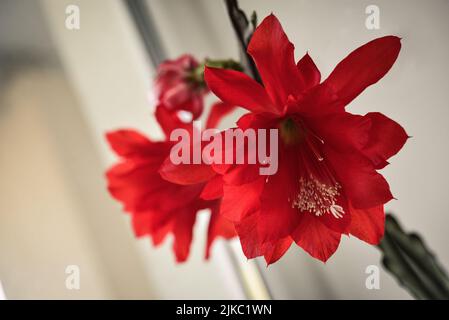 Fiori rossi di Epiphyllum anguliger (wijaya kusuma) in primo piano casa Foto Stock