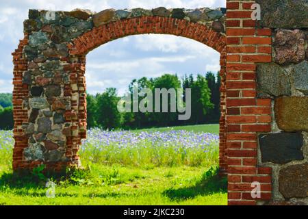 belle rovine di un vecchio fienile fatto di massi e mattoni rossi nel mezzo di un campo di cornflowers, colorato campo di cornflowers, estate paesaggista Foto Stock