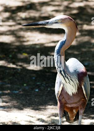 Primo piano l'airone Goliath (Ardea goliath), noto anche come l'airone gigante, in piedi sul terreno e visto di fronte Foto Stock