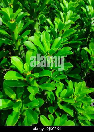 Un colpo di closeup delle piante medicinali ayurvediche della pianta indiana del Thor. Fuoco selettivo sul soggetto Foto Stock