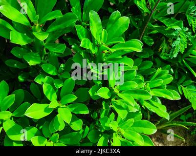 Un colpo di closeup delle piante medicinali ayurvediche della pianta indiana del Thor. Fuoco selettivo sul soggetto Foto Stock