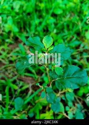 Un Closeup Shot di Gokharu Ayurvedic piante medicinali Fiori Foto Stock