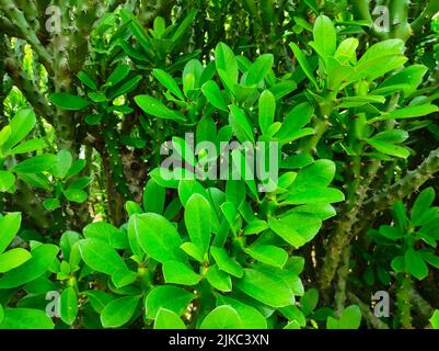 Un colpo di closeup delle piante medicinali ayurvediche della pianta indiana del Thor. Fuoco selettivo sul soggetto Foto Stock