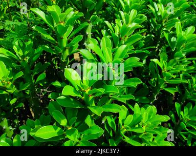 Un colpo di closeup delle piante medicinali ayurvediche della pianta indiana del Thor. Fuoco selettivo sul soggetto Foto Stock