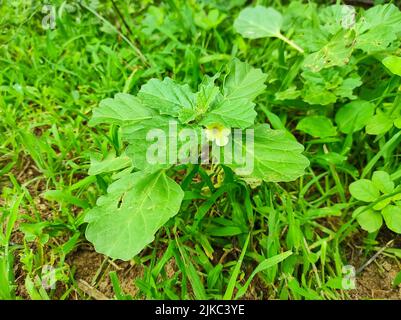 Un Closeup Shot di Gokharu Ayurvedic piante medicinali Fiori Foto Stock