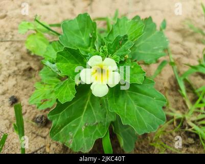 Un Closeup Shot di Gokharu Ayurvedic piante medicinali Fiori Foto Stock