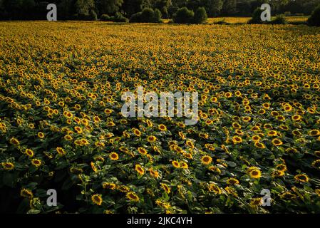 Un bel campo di girasoli al tramonto. West Sussex, Regno Unito: QUESTO BELLISSIMO paesaggio mostra il tramonto del sole dietro un magnifico campo di Sus Foto Stock