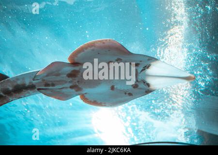 Un raggio di pala orientale (Aptychotrema rostrata) sotto l'acqua Foto Stock