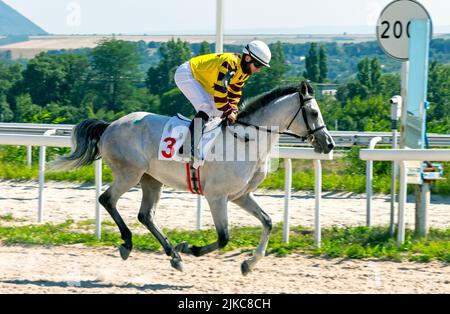 La gara di cavalli di partenza per il premio del restrittivo a Pyatigorsk, Caucaso settentrionale. Foto Stock