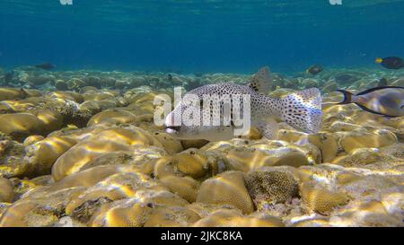 Il pesce soffiato nuota su coralli duri colonia Porites al sole del mattino. Blackspotted Puffer (Arothron stellatus).Mar Rosso, Egitto Foto Stock