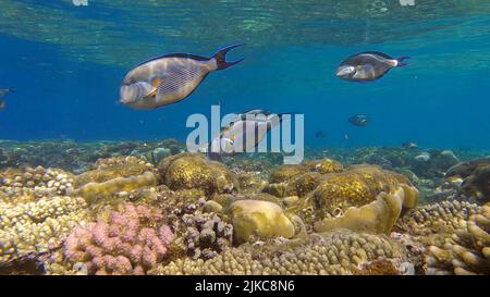 Scuola di Surgeonfish nuotare sopra la cima della barriera corallina in raggi di sole. Red Sea Clown Surgeon (Acanthurus sohal).Red Sea, Egitto Foto Stock