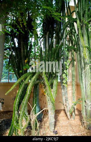 Alluaudia Procera pianta in una serra Foto Stock