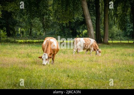 Due mucche di razza bruna mangiano erba nel prato alpino Foto Stock