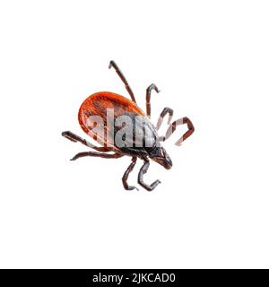 Encefalite infettiva Ixodes Scapularis o Persulcatus Deer Tick Insect isolato su bianco. Encefalite virus o malattia di Lyme borreliosi infettati i Foto Stock