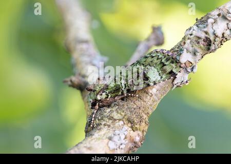 Archi verdi (Anaplectoides prasina) falce. Foto Stock