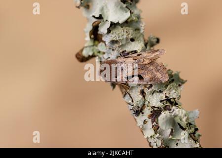 Carattere ebraico (Orthosia gothica) Foto Stock