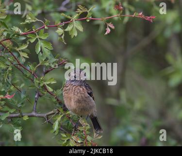Stonechat voluente arroccato su un ramo. Foto Stock