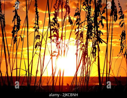 Una vista a basso angolo di splendidi alberi vicino al mare al tramonto in Florida, Stati Uniti Foto Stock
