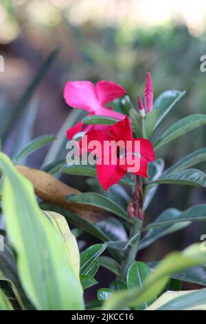 Un colpo verticale di un Adenium rosa completamente fiorito Foto Stock