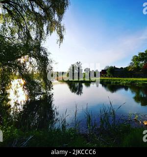 Un albero di salice inclinato drammaticamente sopra il lago in serata Foto Stock