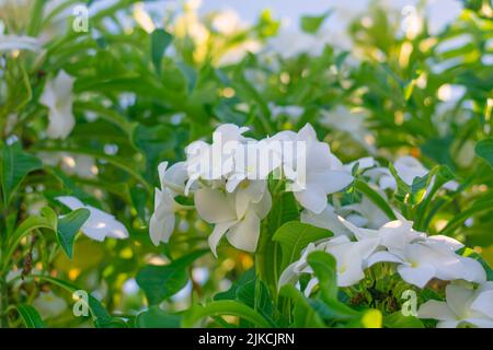 Una vista da primo piano dei bellissimi fiori della freccia d'Oro in una giornata di sole Foto Stock