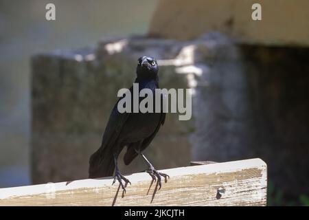 Un'inquadratura poco profonda di un corvo appollaiato su una panca di legno Foto Stock