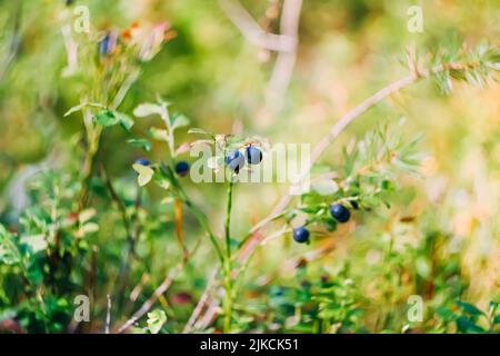 Pianta di mirtillo con bacche in una foresta estiva. Foto Stock