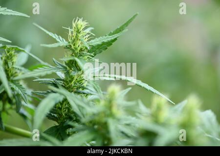 Piante di cannabis/marijuana. Pianta di cannabis fresca. Foto ad alta risoluzione. Messa a fuoco selettiva. Profondità di campo poco profonda. Foto Stock