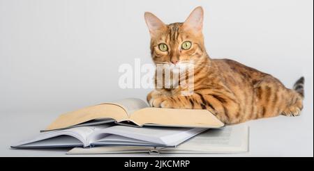 Gatto gengale intelligente e libri su sfondo bianco. Preparazione per la scuola. Foto Stock