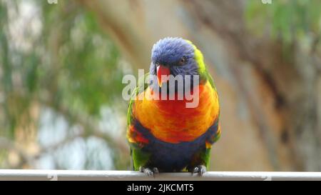 primo piano di colorato uccello lorikeet arcobaleno guardando la macchina fotografica contro lo sfondo dell'albero di eucalipto Foto Stock