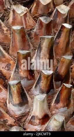 primo piano di palme testurizzate con fronde tagliate Foto Stock