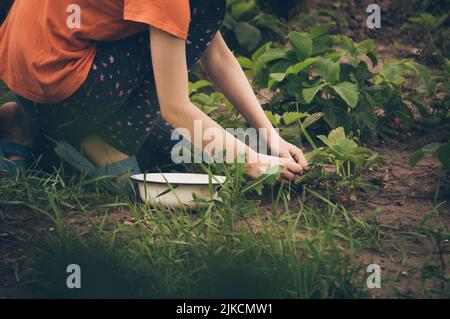 La giovane ragazza raccoglie fragole in giardino Foto Stock