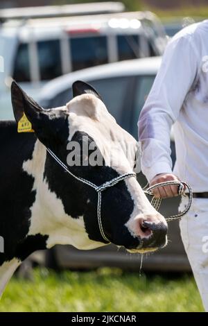 Un colpo verticale di un bestiame durante l'Ayr County Show nel Regno Unito in tempo di sole Foto Stock