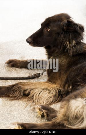 Un bel cane grel con un lungo cappotto di colore fumoso si trova Foto Stock