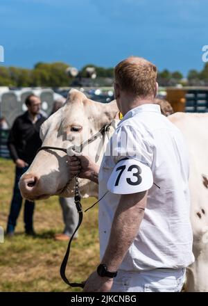 Un colpo verticale di un bestiame e di un uomo durante l'Ayr County Show nel Regno Unito in tempo di sole Foto Stock