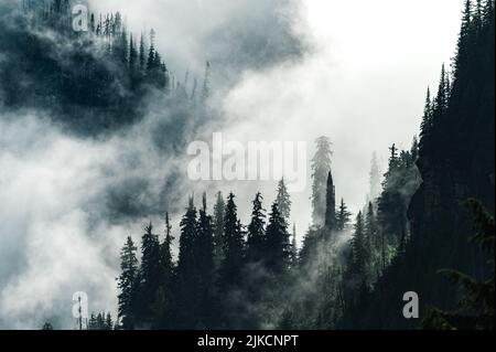 La luce del sole penetra attraverso la nebbia e le nuvole in una foresta pluviale temperata Foto Stock